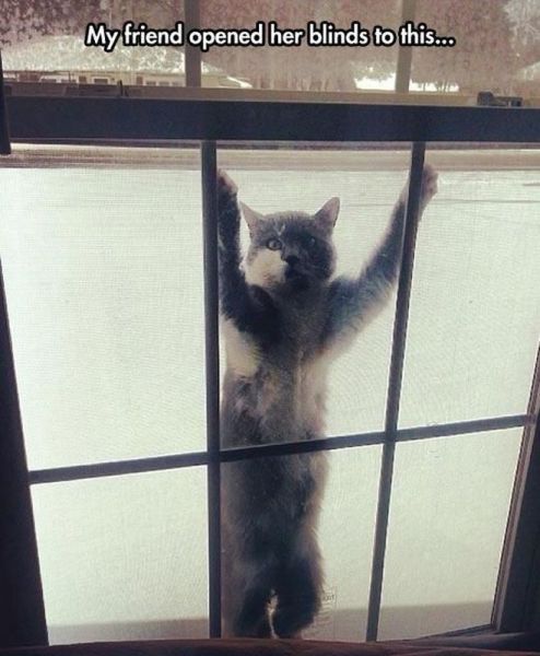 Morning Picdump