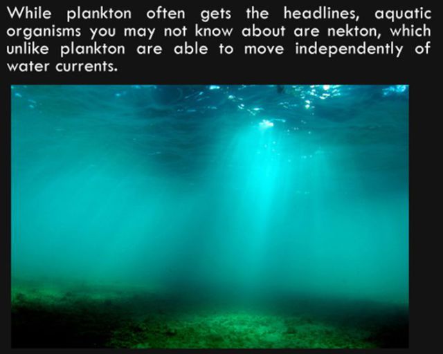 Silly Facts That Are Pretty Interesting