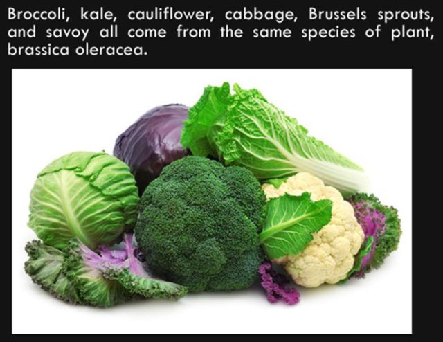 Silly Facts That Are Pretty Interesting