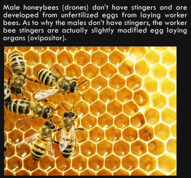 Silly Facts That Are Pretty Interesting