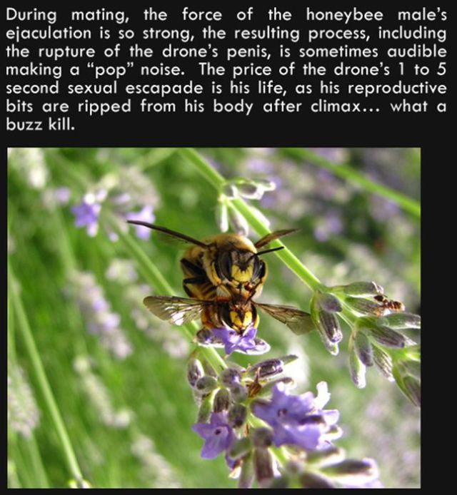 Silly Facts That Are Pretty Interesting