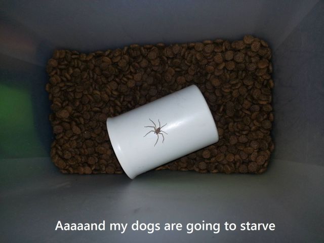 Daily Picdump
