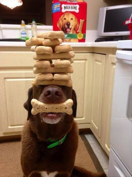 Morning Picdump