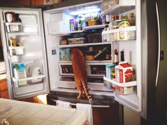 Morning Picdump