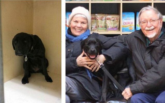 Injured Rescued Animals Before and After Adoption