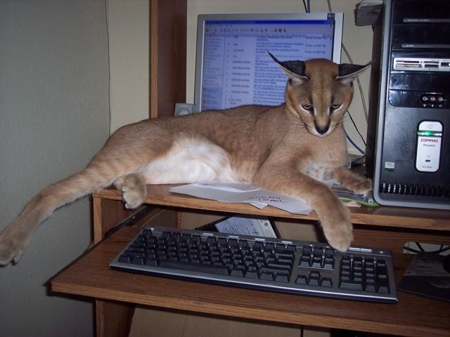 Morning Picdump