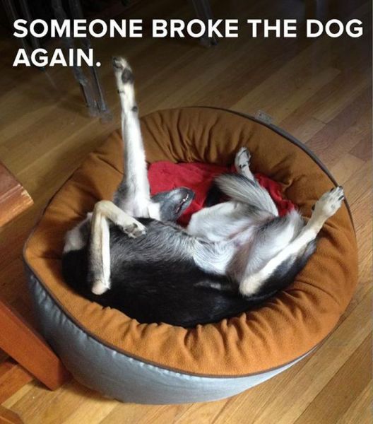 daily picdump weekend edition 101 pics 39.html - 101 HD Photos | Premium Gallery 2014