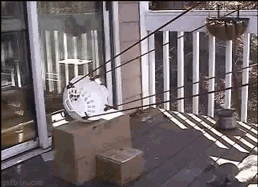 GIFs Get More Awesome When You Combine Them
