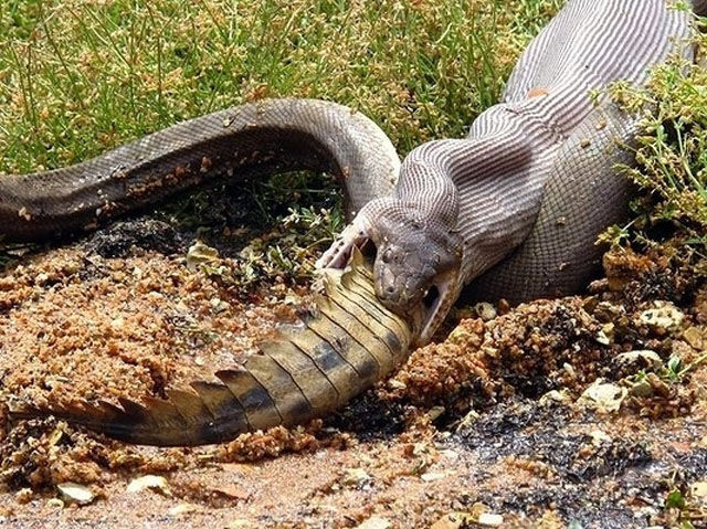 There Is Nothing Normal about Australia