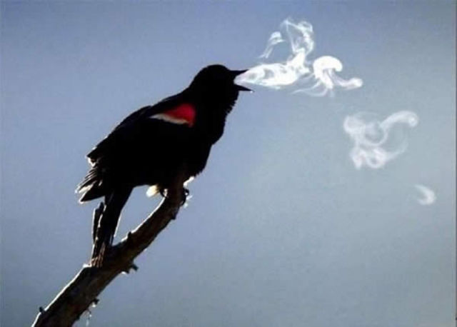 Brilliant Timing Creates Epic Photos