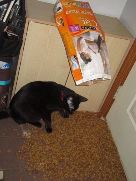 Morning Picdump