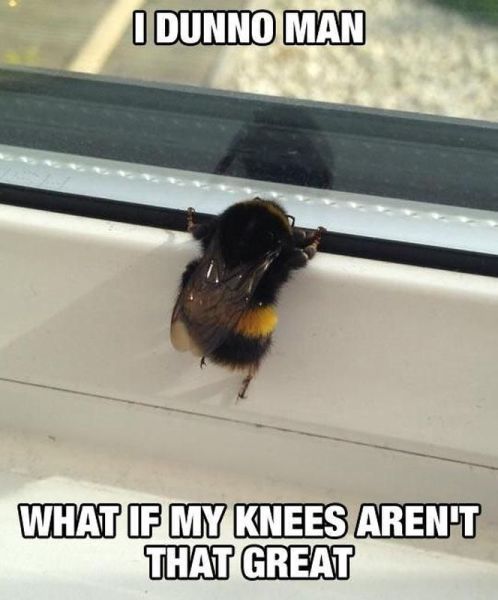 Morning Picdump
