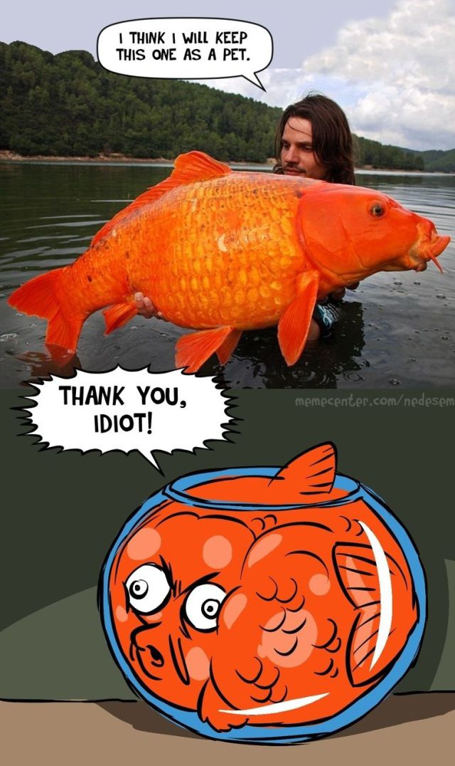 funny picdump 53 pics 21.html - 53 HD Photos | Premium Gallery 2014