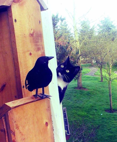 Morning Picdump