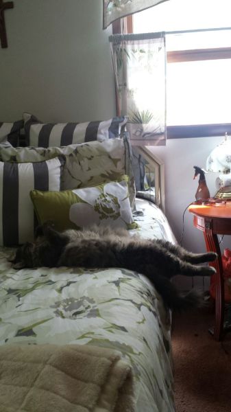 Morning Picdump