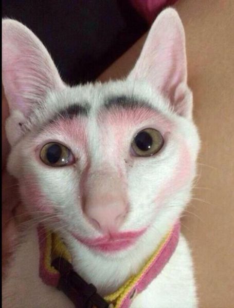 Morning Picdump