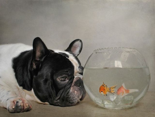 Daily Picdump [WEEKEND EDITION]