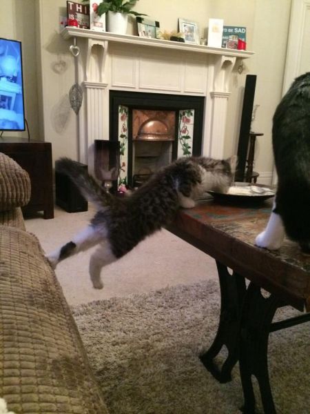 Morning Picdump