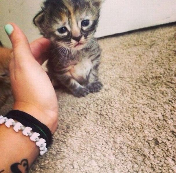 daily picdump 98 pics 15.html - 98 HD Photos | Premium Gallery 2014