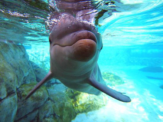 It Doesn’t Get Better Than the Idyllic Island Life