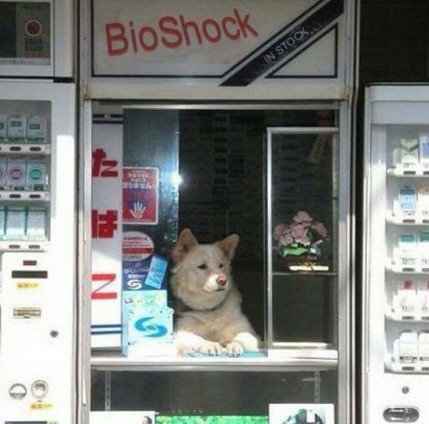 Morning Picdump