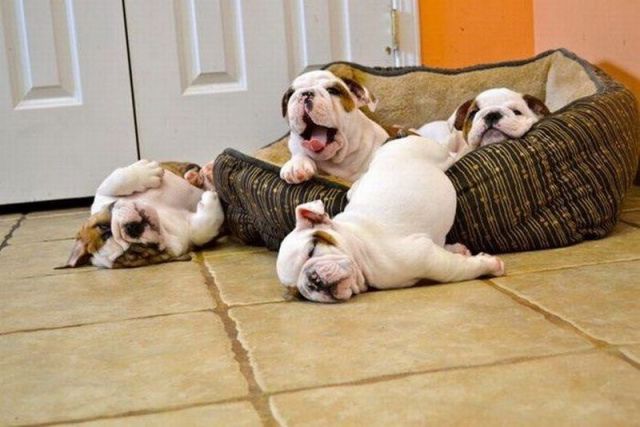 Morning Picdump