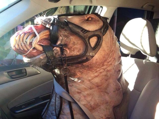 daily picdump 98 pics 30.html - 98 HD Photos | Premium Gallery 2014