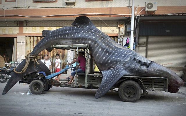 Morning Picdump