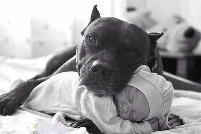 The Cuter and Softer Side of Pitbulls
