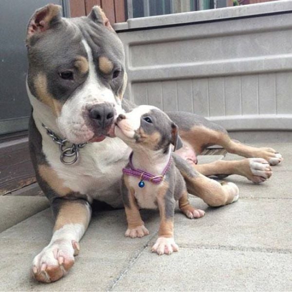 The Cuter and Softer Side of Pitbulls