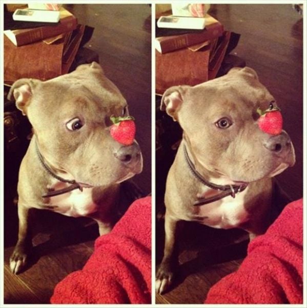 The Cuter and Softer Side of Pitbulls