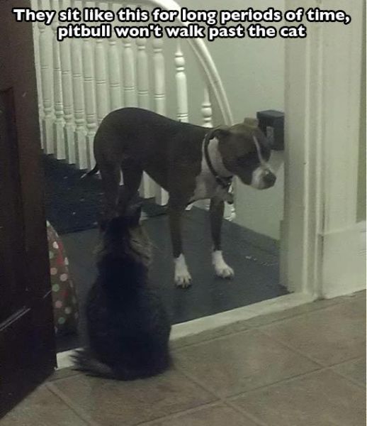 The Cuter and Softer Side of Pitbulls