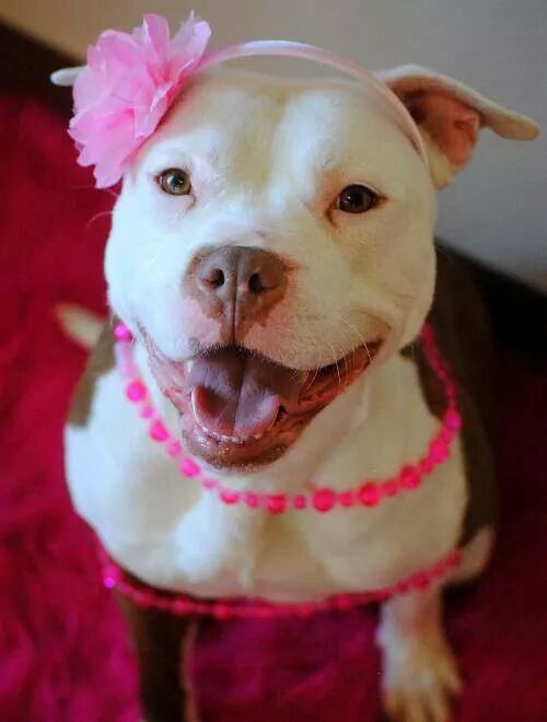 The Cuter and Softer Side of Pitbulls