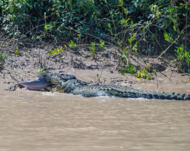 An Unusual Fight between a Crocodile and a Shark