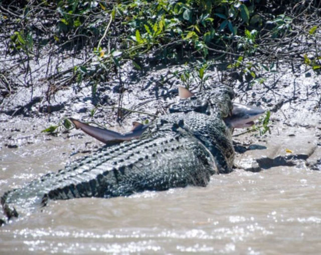 An Unusual Fight between a Crocodile and a Shark