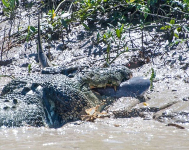 An Unusual Fight between a Crocodile and a Shark