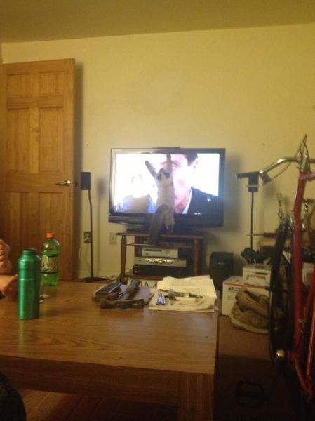 daily picdump 97 pics 8.html - 97 HD Photos | Premium Gallery 2014