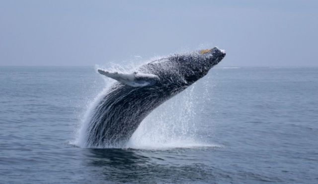 daily picdump 97 pics 8.html - 97 HD Photos | Premium Gallery 2014