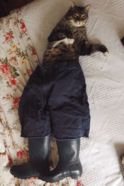 Morning Picdump