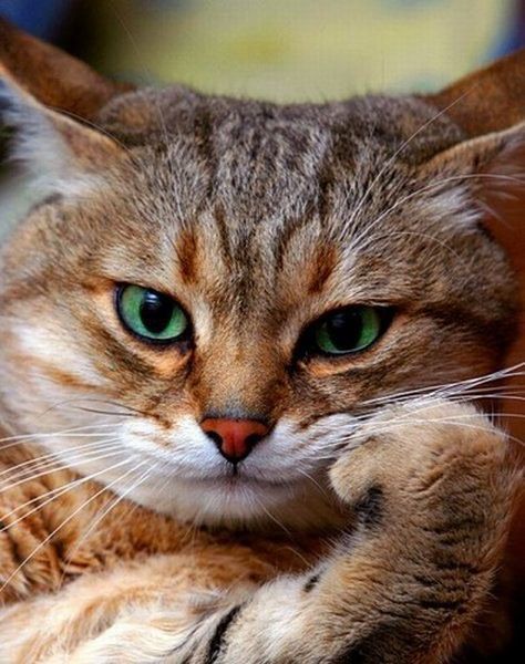 daily picdump weekend edition 93 pics 40.html - 93 HD Photos | Premium Gallery 2014