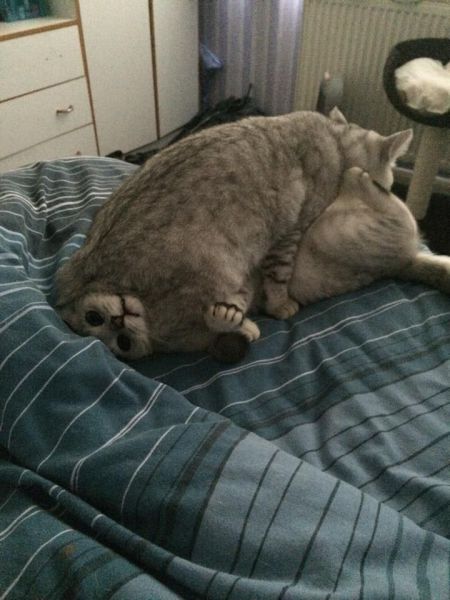 daily picdump weekend edition 93 pics 40.html - 93 HD Photos | Premium Gallery 2014