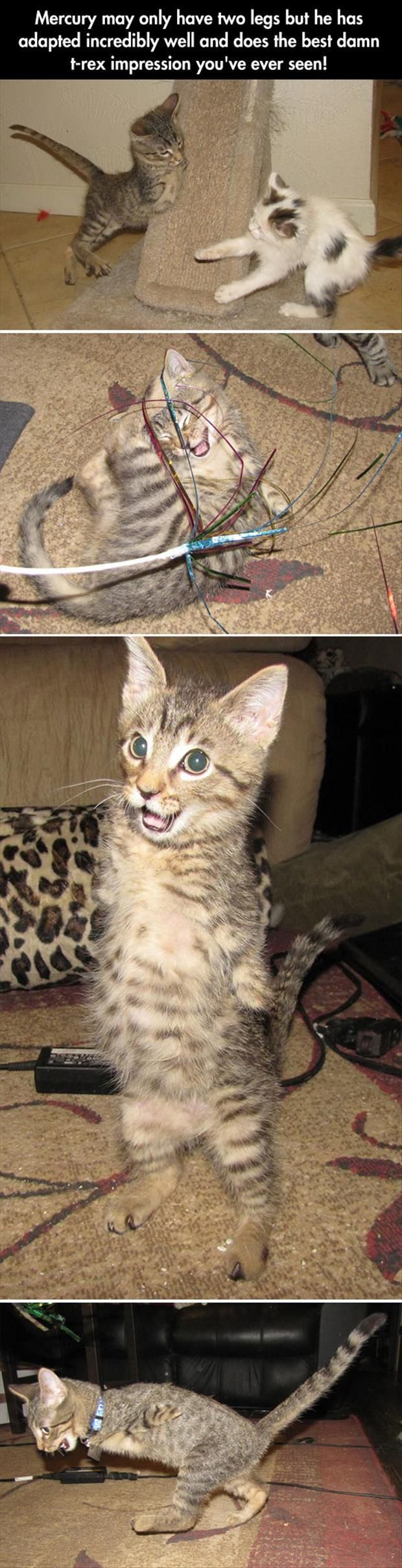 daily picdump weekend edition 93 pics 40.html - 93 HD Photos | Premium Gallery 2014