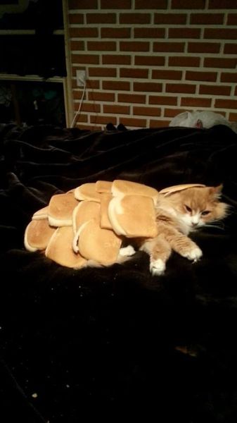 morning picdump 59 pics 1.html - 59 HD Photos | Premium Gallery 2014