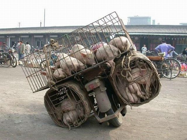 Morning Picdump