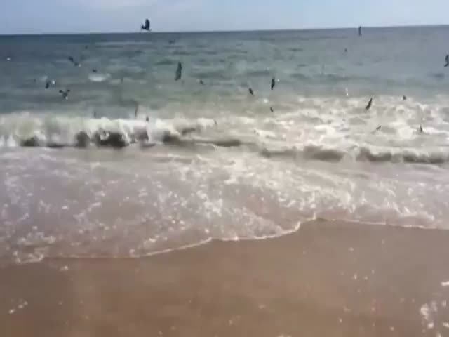 The Terrifying Sight of a Shark Infested Beach (VIDEO)