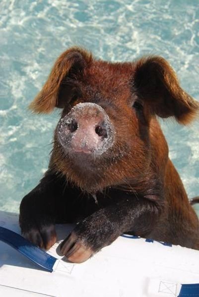 daily picdump 97 pics 3.html - 97 HD Photos | Premium Gallery 2014