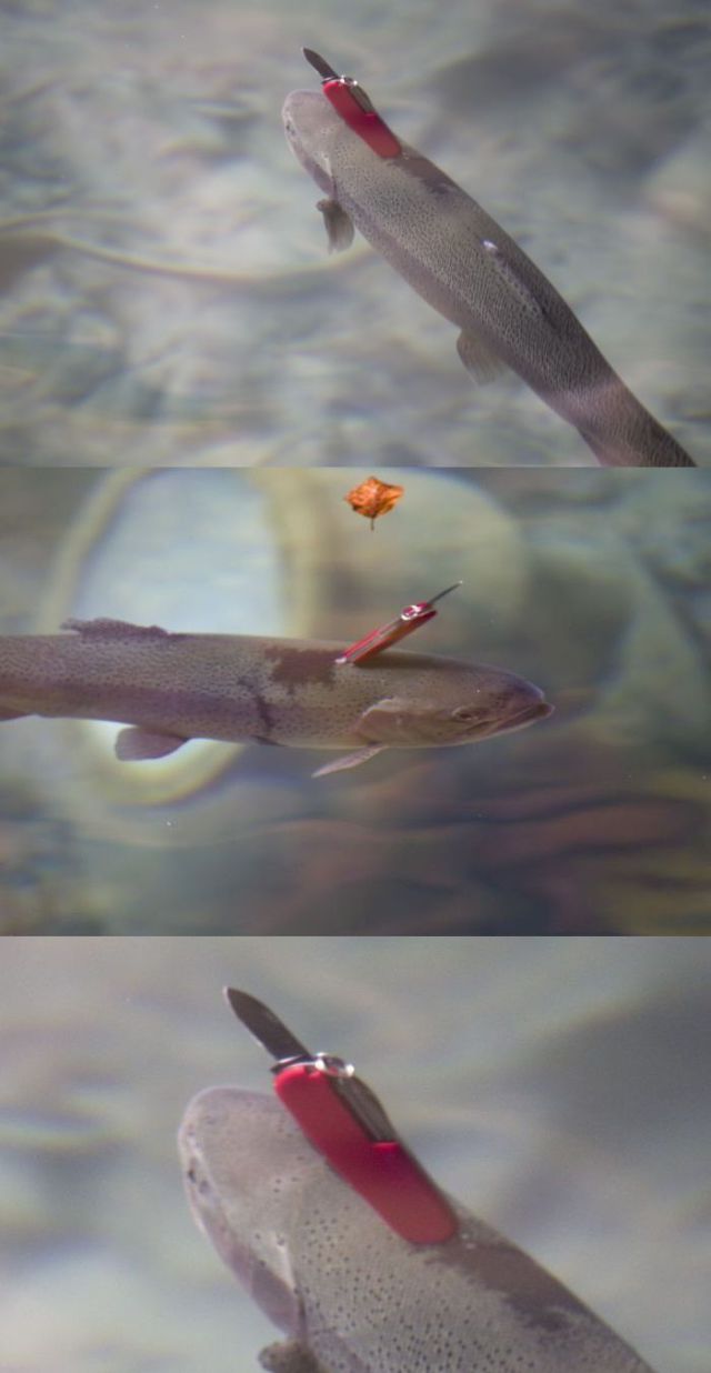 daily picdump 97 pics 3.html - 97 HD Photos | Premium Gallery 2014