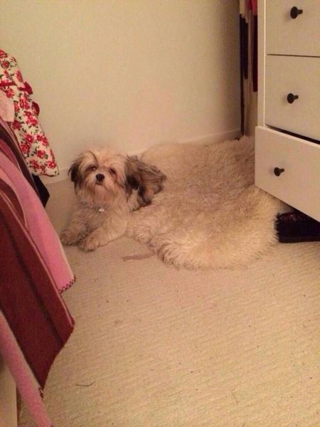 daily picdump weekend edition 65 pics 19.html - 65 HD Photos | Premium Gallery 2014