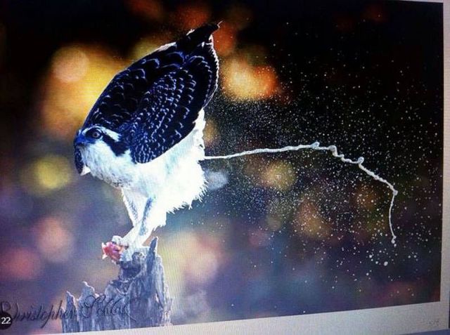 daily picdump weekend edition 65 pics 19.html - 65 HD Photos | Premium Gallery 2014