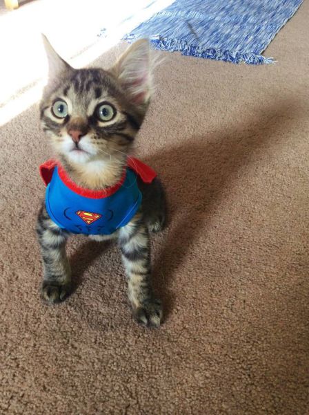 daily picdump weekend edition 65 pics 19.html - 65 HD Photos | Premium Gallery 2014